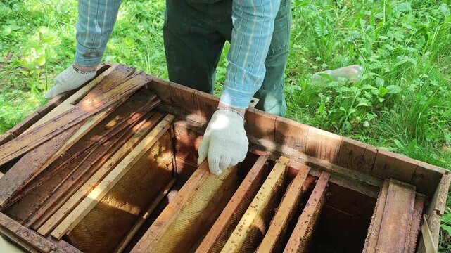 A dedicated beekeeper meticulously examines golden honeycombs extracted from a rustic wooden beehive, showcasing the intricate work of beekeeping and sustainable honey harvesting amidst vibrant