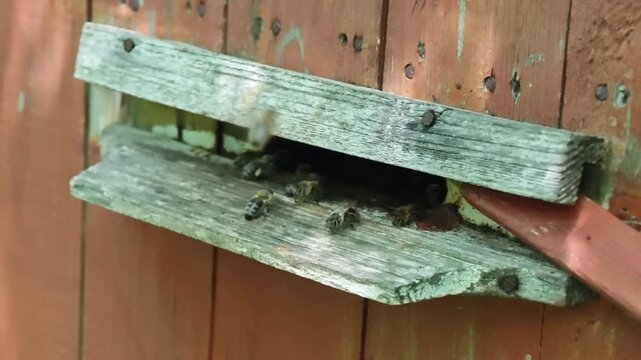 Honey bees actively flying in and out of a rustic wooden beehive entrance, diligently bringing pollen and nectar into the hive. This close-up view highlights the vital work of a healthy bee colony in