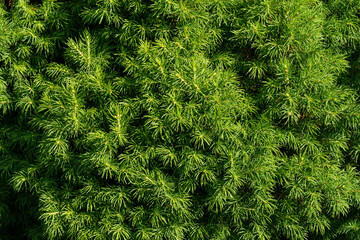 Dense green foliage of coniferous tree with needle-like leaves in natural sunlight © Aleksej