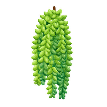 Modern flat 2D vector illustration of a Burros Tail, minimal design style on a white background.