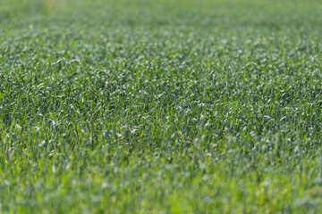 Obraz premium Close-up of a green wheat field with young shoots