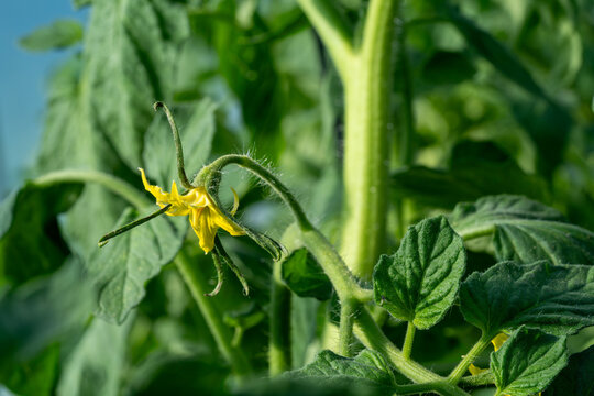 Yellow tomato flower blooming among green leaves in a garden setting under natural sunlight