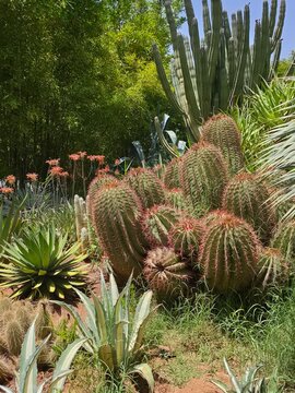 Garten mit Kakteen und Sukkulenten 