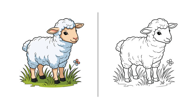 Cute woolly sheep illustration shown in full color and as a black and white outline for children's coloring book activity.