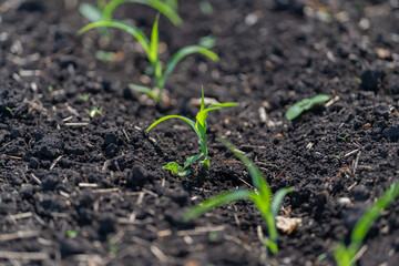 Obraz premium Young green seedlings emerging from dark garden soil
