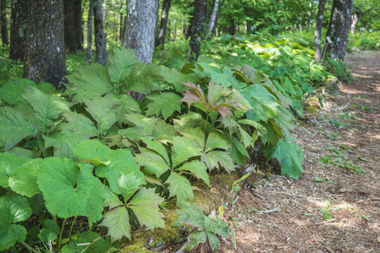 ヤグルマソウ（Rodgersia podophylla）／林縁に群生したユキノシタ科の大きな葉／長野県伊那市の入笠山・6月