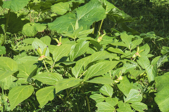 ベニバナヤマシャクヤク｛Paeonia obovata Maxim.）：若い果実と葉【ボタン科】日本長野県の入笠山・6月