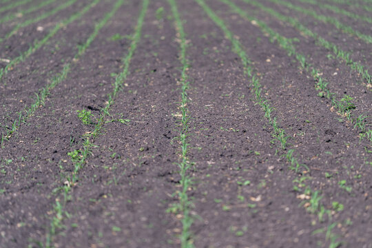 Young corn seedlings in neat planted rows on prepared field