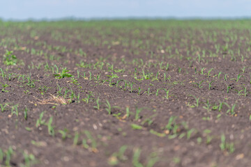 Obraz premium Young cereal seedlings sprouting in freshly tilled agricultural field