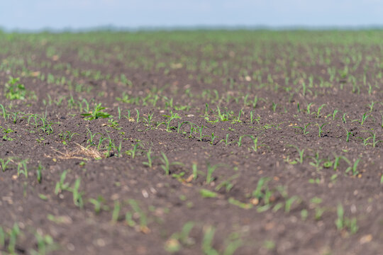 Young cereal seedlings sprouting in freshly tilled agricultural field