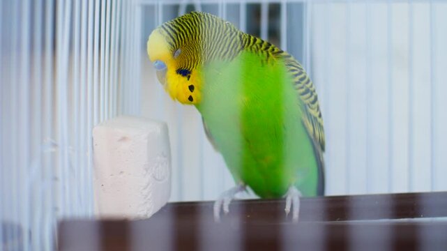 Close-up of a green and yellow male budgie parakeet with a blue cere dozing on a perch inside its wire cage with original natural audio