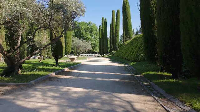 Path among perfectly pruned cypresses with elegant shapes in the Retiro Park, Madrid.