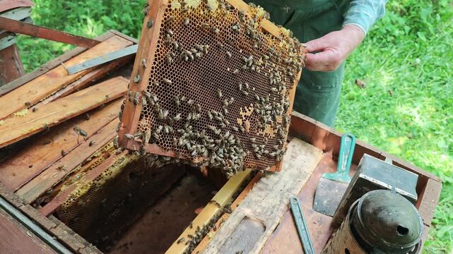 An experienced beekeeper carefully examines a wooden frame teeming with active honeybees and rich honeycomb, ensuring the well-being of the colony and removing excess propolis from the frame in a