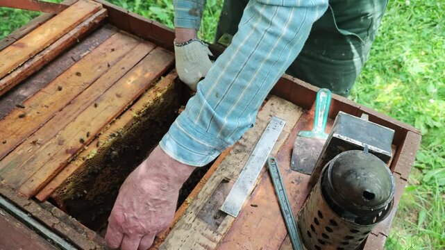 An experienced beekeeper carefully lifts a vibrant honeycomb frame densely populated with busy bees from a rustic wooden hive, demonstrating hands-on apiary management and the rich bounty of nature.