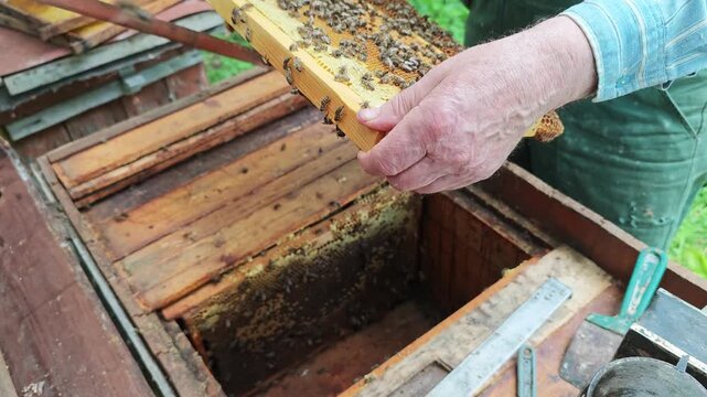 A high-angle view of a skilled beekeeper carefully tending to his wooden beehive, gently lifting out a frame covered with active honey bees, ensuring their well-being and checking on the honeycomb in