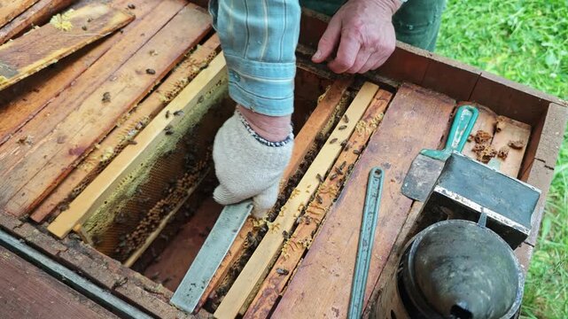 A beekeeper, wearing a protective glove, carefully lifts a wooden frame covered with active honey bees and detailed honeycomb from an open beehive, inspecting the busy colony and developing honey