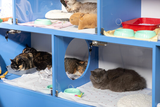 Multiple cats resting inside a blue modern animal shelter enclosure with cozy bedding and bowls, representing veterinary pet care services and a calm atmosphere for small rescue felines