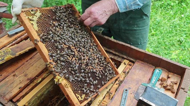 An experienced beekeeper carefully works with a buzzing beehive, holding a wooden frame filled with countless honeybees diligently making honeycomb and storing sweet nectar, highlighting sustainable