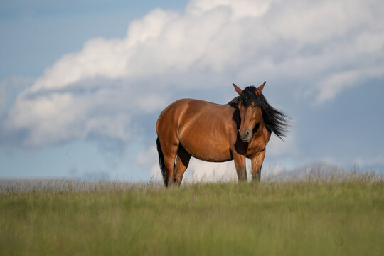 Photo of a horse on m. Mic, Romania, during summer