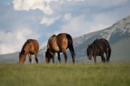 Photo of three horses grazing on m. Mic, Romania, during summer