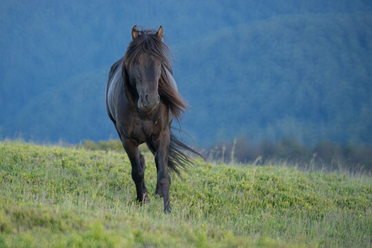 Photo of a black horse on m. Mic, Romania, during summer