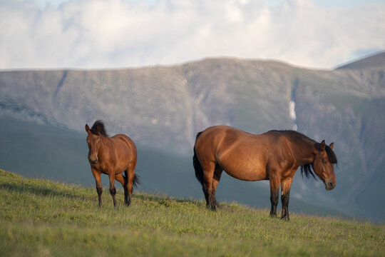 Photo of a horse and a foal on m. Mic, Romania, during summer