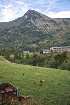 A vertical landscape featuring mountains and green meadows, with a group of free-range chickens pecking at the ground