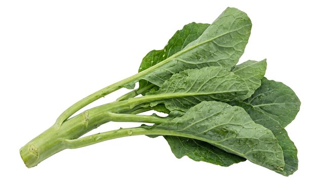 Fresh organic gai lan Chinese broccoli vegetable isolated on white background.