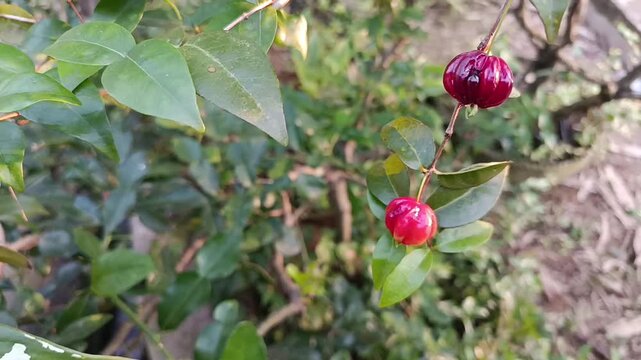 Dewandaru fruit (Eugenia uniflora) on tree branch