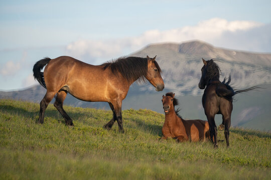 Photo of two horses and a foal on m. Mic, Romania, during summer