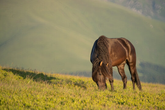 Photo of a black horse grazing on m. Mic, Romania in summer