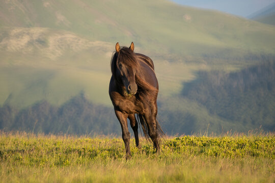 Photo of a black horse on m. Mic, Romania, during summer