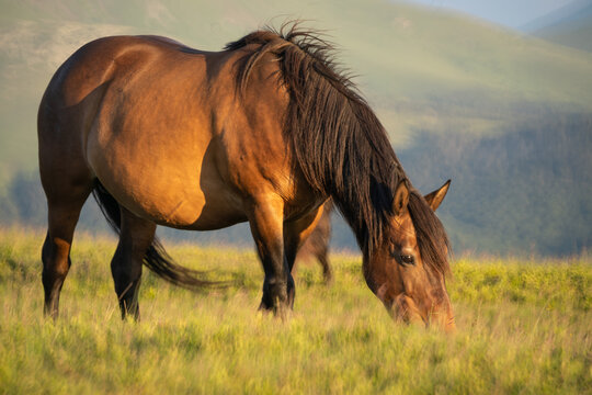 Photo of a brown horse, grazing on m. Mic, Romania during summer