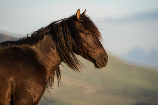 Portrait of a balck horse, from the side with blurry background