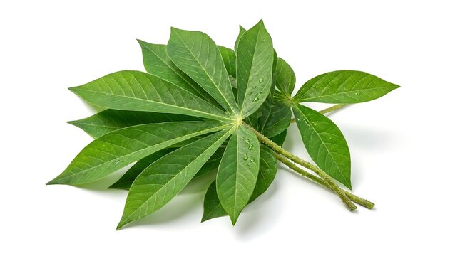 Fresh green cassava leaves isolated on a white background.
