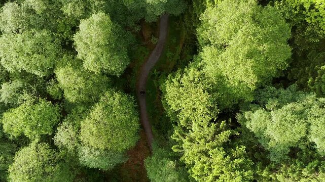 Aerial drone shot of a hiker walking in a forrest along the Loch Lomond on the West Highland Way in Scotland. The drone does a push forward following the person while staying closly obove the trees.