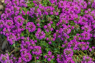 Obraz premium Close-up of vibrant purple thyme flowers in full bloom