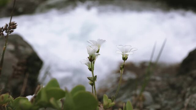 Slow motion close up of white cerastium wildflowers swaying gently before a rushing blurred alpine stream, delicate beauty against raw power, 