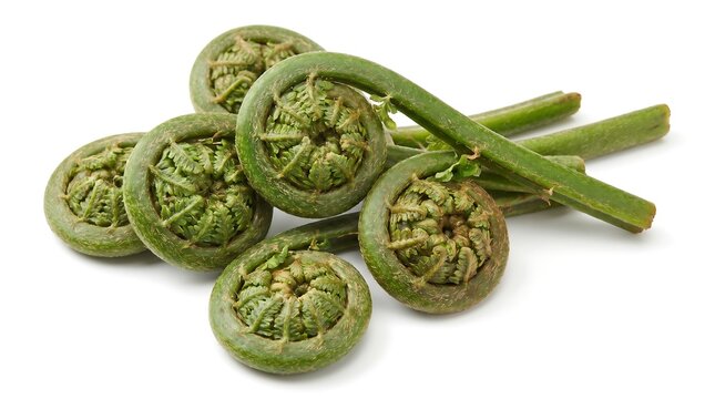 Fresh green fiddlehead ferns isolated on a white background.