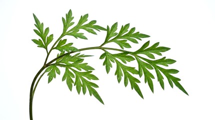 Fototapeta premium A delicate green fern leaf isolated on a clean white background.