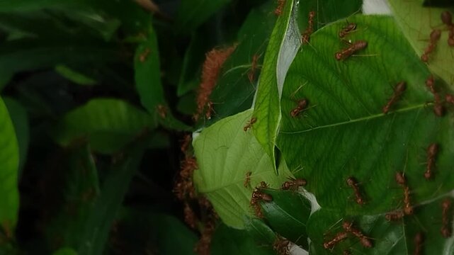 Weaver ants (Oecophylla smaragdina) building a nest on leaves