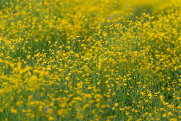 Fototapeta premium Field of dense yellow wildflowers in sunlit meadow