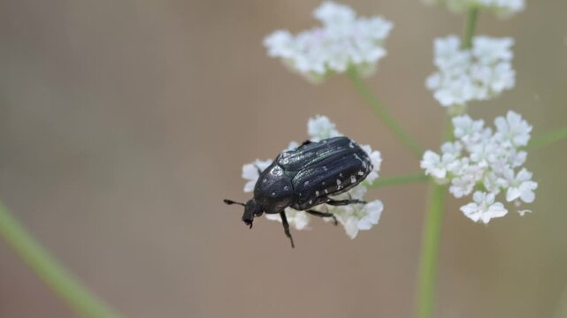Escarabajo del sudario aliment&aacute;ndose en una flor de la familia Apiaceae, Beniarres, Spain