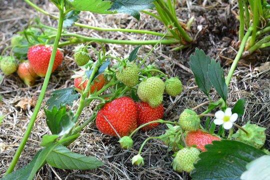 Ripe and unripe strawberries with white flower growing in a garden 