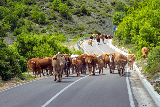Kuhherde auf der Stra&szlig;e bei Leskovik, Albanien, 30.05.2026 < english> Herd of cows on the road near Leskovik, Albania, May 30, 2026