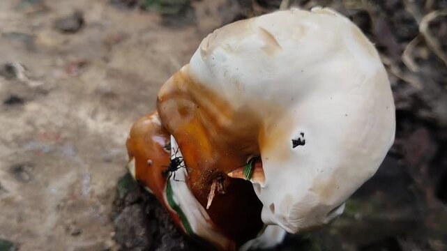 Ganoderma mushrooms, which often grow on rotting or dead tree trunks