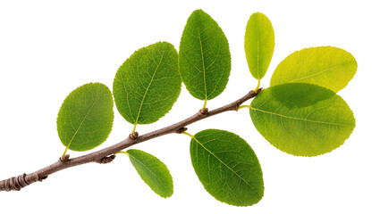 Fototapeta premium Isolated branch with fresh vibrant green leaves, a symbol of new spring growth and nature