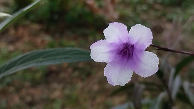 Beautiful purple Ruellia simplex or Mexican petunia or Kencana ungu flowers are blooming in the garden