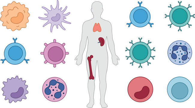 Immune System Cells and Lymphoid Organs Anatomy Illustration Showing Leukocytes, Lymphocytes, Thymus, Spleen, and Bone Marrow Components