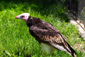 Fototapeta premium A side profile shot of a large white-headed vulture standing on vibrant green grass in a zoo enclosure or natural park.